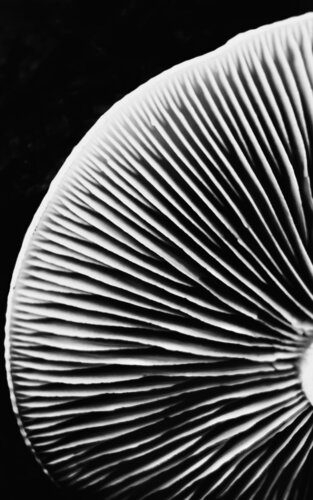 Le parfait imparfait | Photographie en noir et blanc van Cristina Stefan, Fotografie te koop op Singulart