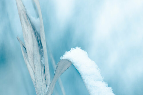 Douceur hivernale | Winter softness | Suavidad de invierno | Winterweichheit by Cristina Stefan, 사진 for Sale on Singulart