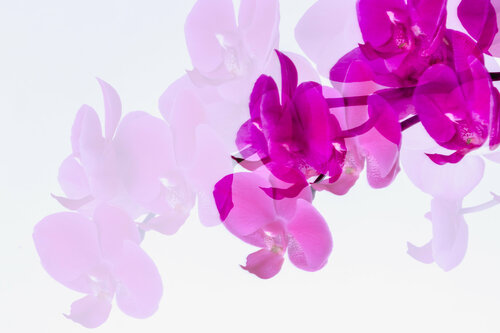 Élégance | Elegance | Elegancia | Eleganz Cristina Stefan