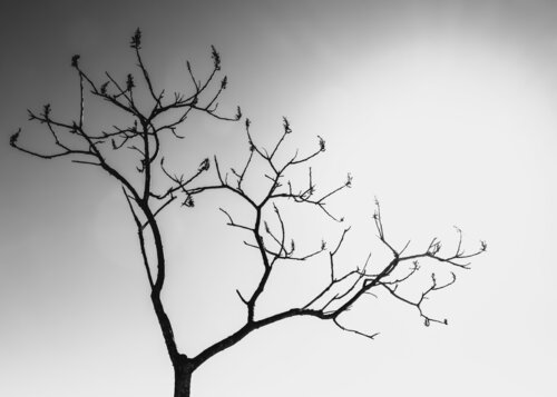 Transition Cristina Stefan