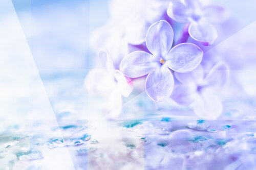 En quête du printemps by Cristina Stefan, Photography for Sale on Singulart