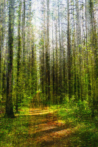 Forêt magique (sur papier aquarelle) by Cristina Stefan, Photography for Sale on Singulart