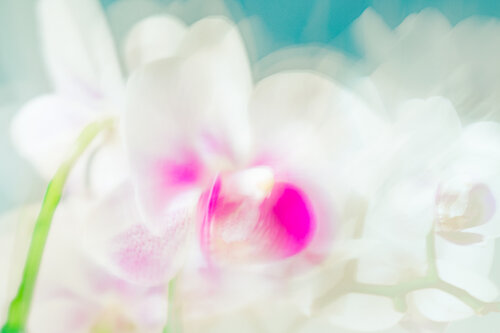 La douceur d'une orchidée di Cristina Stefan, Fotografia in vendita su Singulart