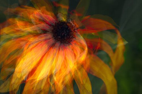 Explosion de couleurs florale by Cristina Stefan, Photography for Sale on Singulart