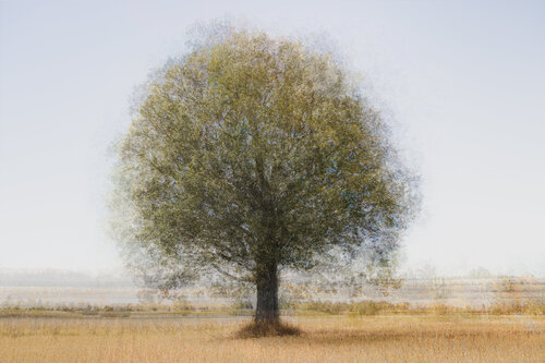 Arbre solitaire (sur papier aquarelle) Cristina Stefan