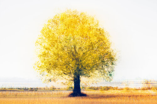 Arbre solitaire (sur papier acquarelle) Cristina Stefan