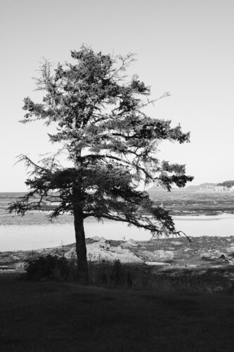 Le vieux arbre résistant aux vents et marée di Cristina Stefan, Fotografia in vendita su Singulart
