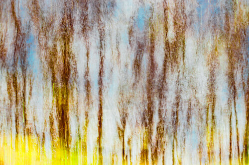 Forêt magique Cristina Stefan