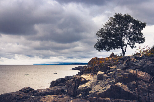 Arbre solitaire sur la rive - Paysage de Cristina Stefan, Fotografía a la venta en Singulart