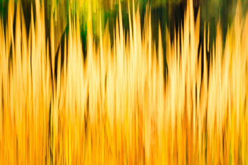 Nature abstraite in mouvement | Abstract nature in motion | Naturaleza abstracta en movimiento | Abstrakte Natur in Bewegung Cristina Stefan