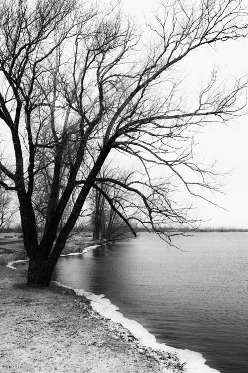 Arbre au bord de la rivière en décembre | Tree by the River in December | Árbol junto al río en diciembre | Baum am Fluss im Dezember Cristina Stefan