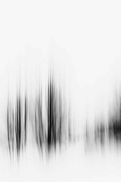 Le battement de cœur des arbres  |  The heartbeat of trees Cristina Stefan