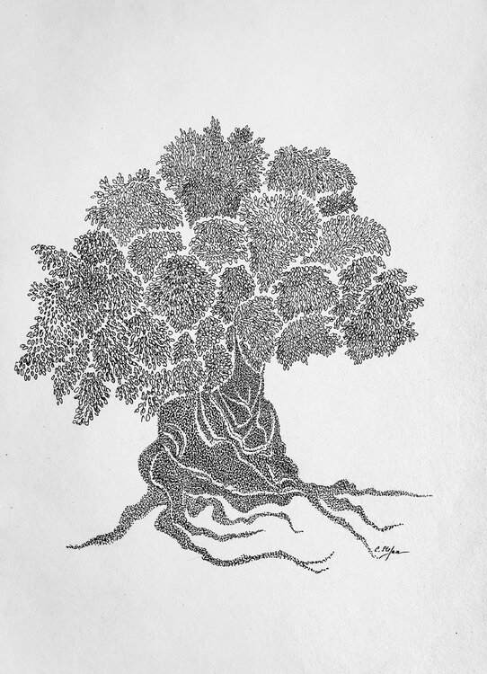Le vieux olivier  |  The old Olive tree Cristina Stefan