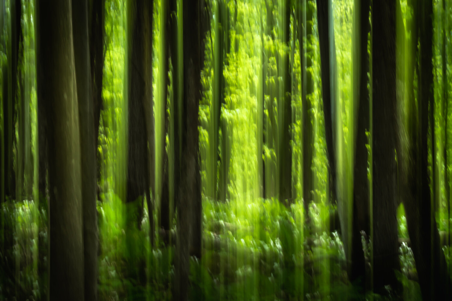 La forêt enchantée Cristina Stefan