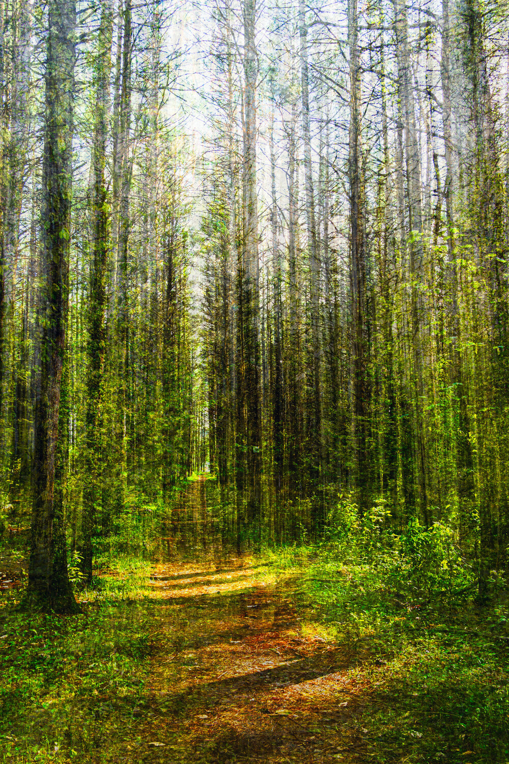 Forêt magique (sur papier aquarelle) Cristina Stefan