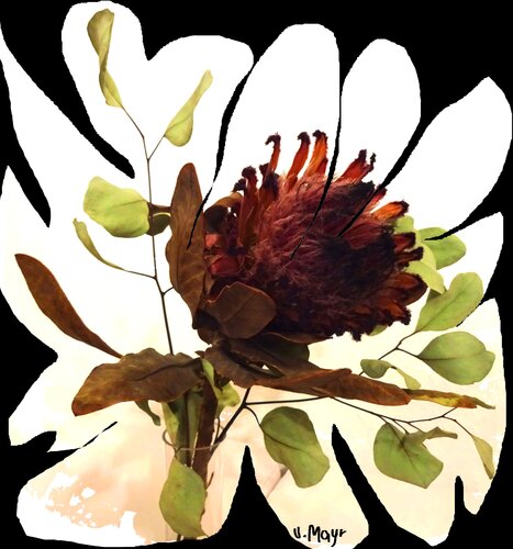 Serie "Bizarre Beauty" #3 by Volker Mayr, Digital for Sale on Singulart