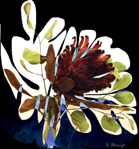 Serie "Bizarre Beauty" #9 par Volker Mayr, Digital en vente sur Singulart