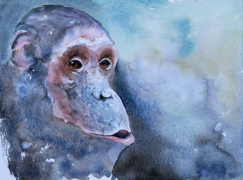 Chimpanzees eyes Yuriy Kraft