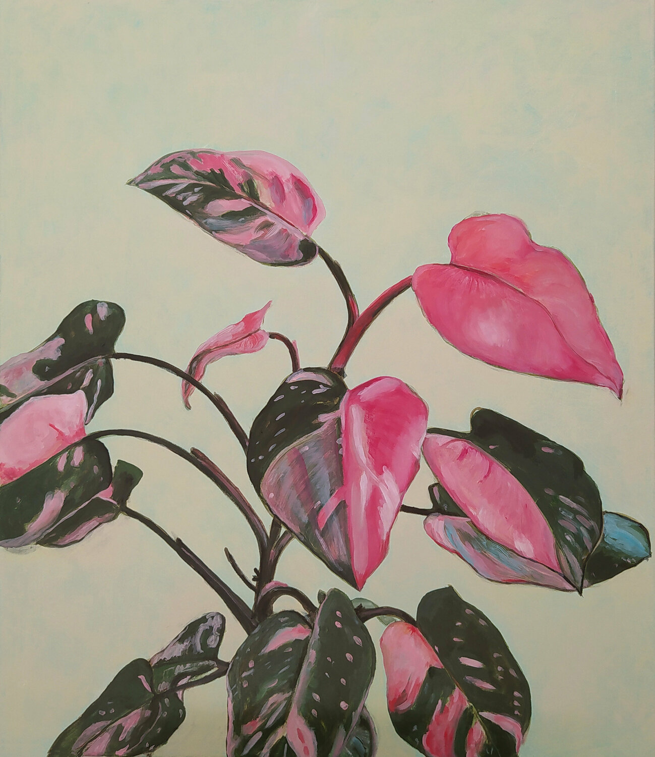 Philodendron Pink princess Valeria Pesce