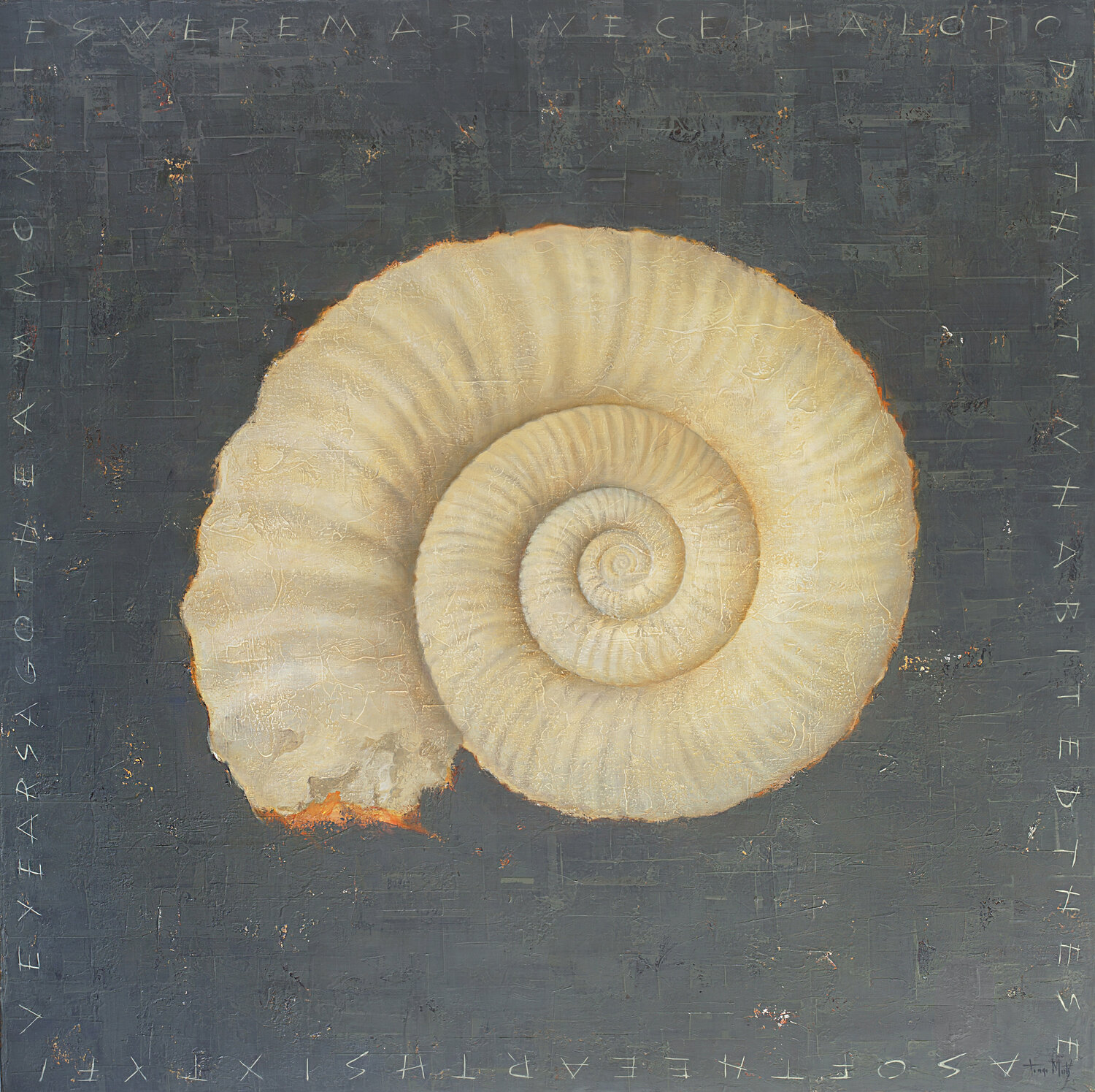 AMMONITE Tomasa Martín