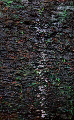 The Earth is Scorched and Dreaming de Shelton Walsmith, Pintura a la venta en Singulart