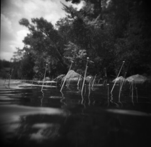 Adirondack Reeds von Shelton Walsmith, Fotografie kaufen auf Singulart
