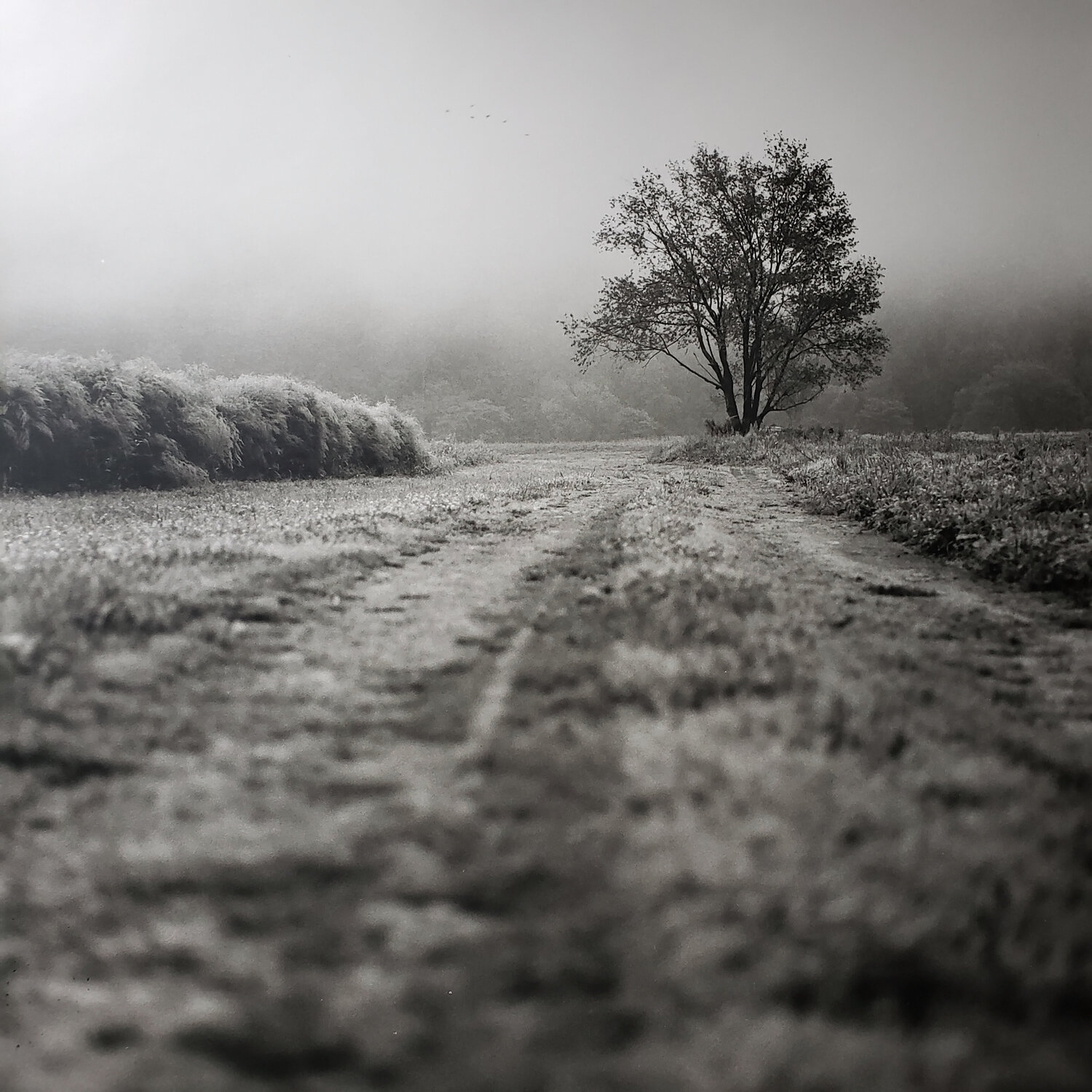 Farm Road Shelton Walsmith