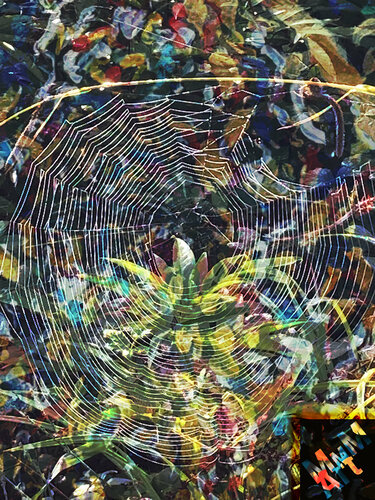 Spinnennetz di Manuella Muerner Marioni, Fotografia in vendita su Singulart