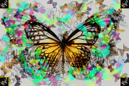 Butterfly Manuella Muerner Marioni