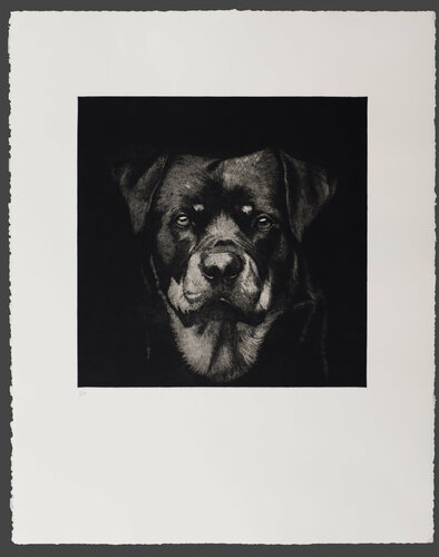 Rottweiler by Juan Manuel Alvarez Cebrián, 종이 for Sale on Singulart