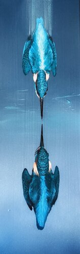 Bird #37 ( kingfisher) von Selene's Art, Malerei kaufen auf Singulart