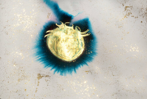 Sol Corazón Arturo Prins