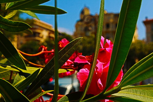 Boa rouge embrasse moi van Arturo Prins, Fotografie te koop op Singulart