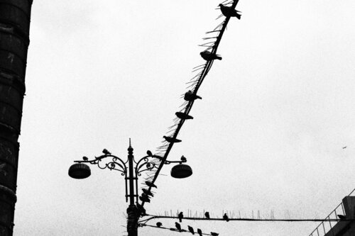 Holly spirits di Arturo Prins, Fotografia in vendita su Singulart