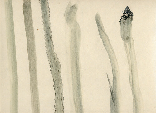 Juncos enamorados Arturo Prins