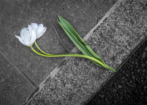 Spooning Tulips - NYC (Framed) di Joseph Cela, Fotografia in vendita su Singulart