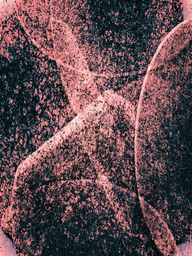 Pink Lines 4 by Acrymx, Photography for Sale on Singulart