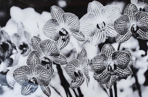 Blümen by Alexander Wotschel, 디지털 for Sale on Singulart