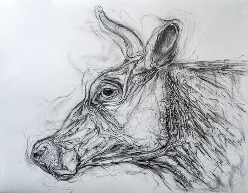 "Kuhkopf" (von der Seite) by Wolfgang Eckert, Drawing for Sale on Singulart