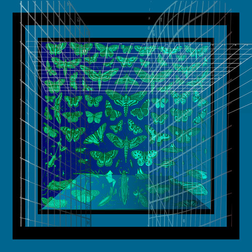 A43 - Lepidoptera, Orthoptera, and Hemiptera on Blue von Aleks Rosenberg, Digital kaufen auf Singulart