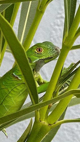 Young Iguana von Aleks Rosenberg, Fotografie kaufen auf Singulart
