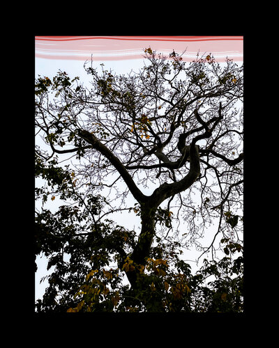 IMG_4888-Pink Stripe de Aleks Rosenberg, Digital a la venta en Singulart