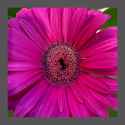 IMG_6229-GERBERA DAISY van Aleks Rosenberg, Digitaal te koop op Singulart