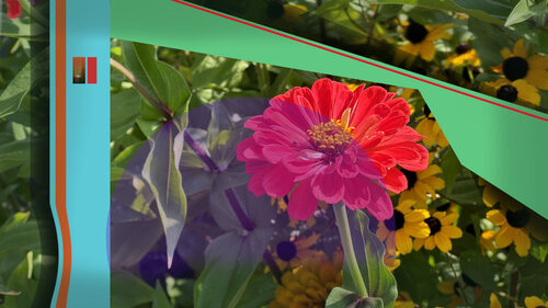 IMG_5088 - Zinnia di Aleks Rosenberg, Digitale in vendita su Singulart