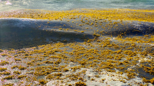 53 - SEAWEED by Aleks Rosenberg, Photography for Sale on Singulart
