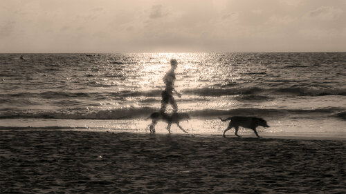 58 - TWO DOGS + ONE von Aleks Rosenberg, Fotografie kaufen auf Singulart