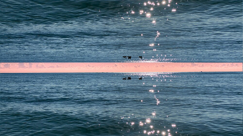 59 - PINK ON BLUE by Aleks Rosenberg, Photography for Sale on Singulart