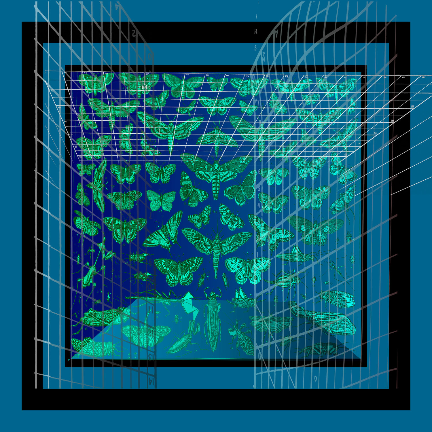 A43 - Lepidoptera, Orthoptera, and Hemiptera on Blue Aleks Rosenberg