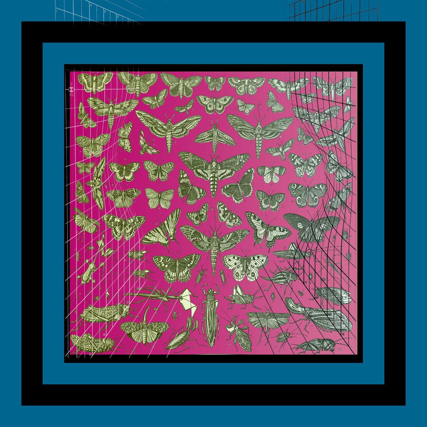 A43 - Lepidoptera, Orthoptera, and Hemiptera on Pink Aleks Rosenberg