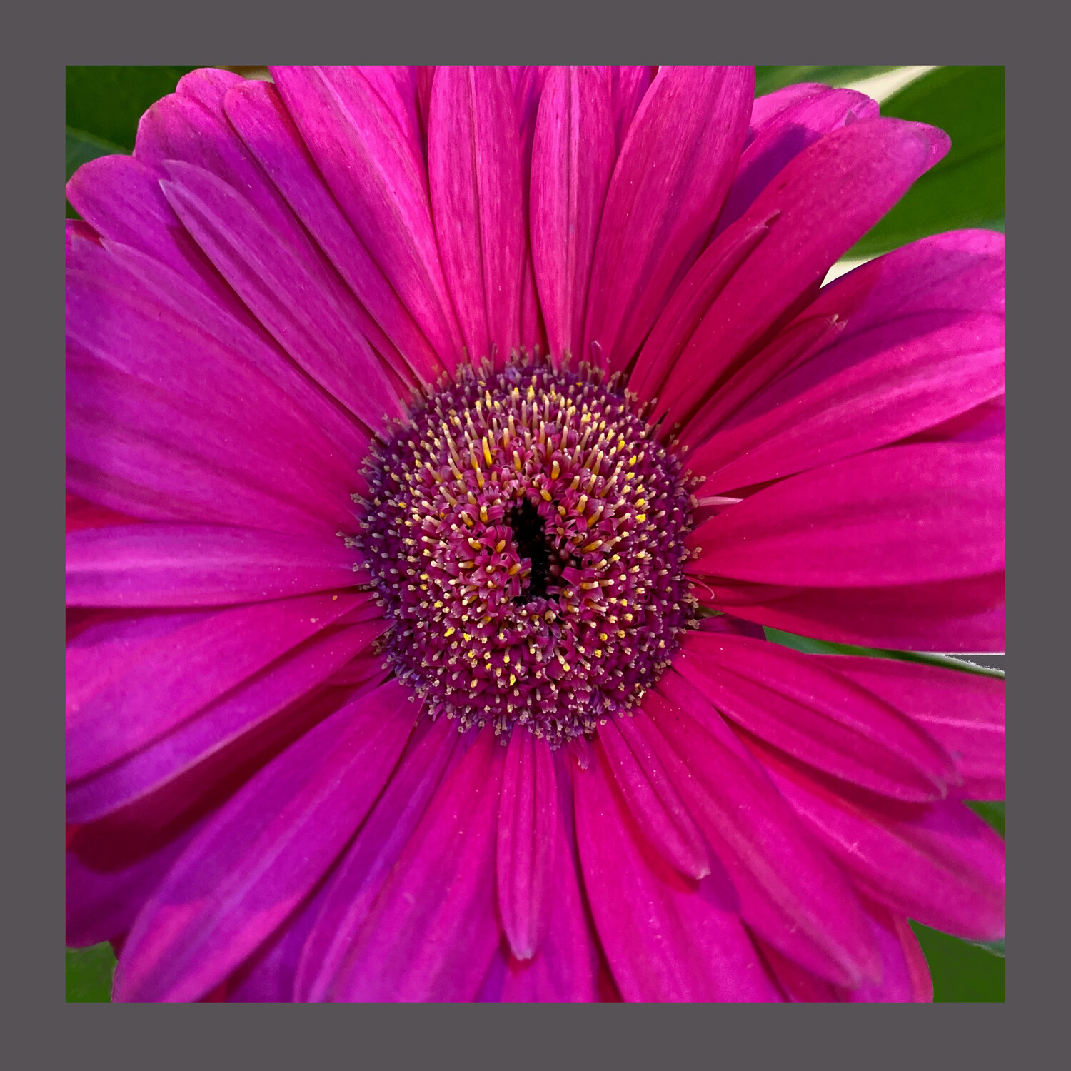 IMG_6229-GERBERA DAISY Aleks Rosenberg